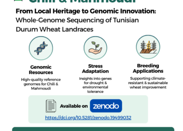 Great achievement for cereal research in Tunisia! The first complete genome sequences of two iconic Tunisian durum wheat landraces: Mahmoudi and Chili 