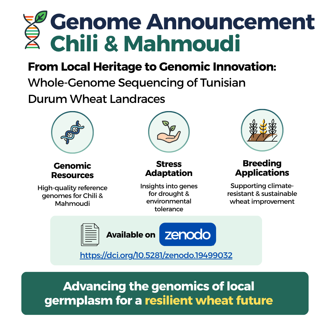 Great achievement for cereal research in Tunisia! The first complete genome sequences of two iconic Tunisian durum wheat landraces: Mahmoudi and Chili 